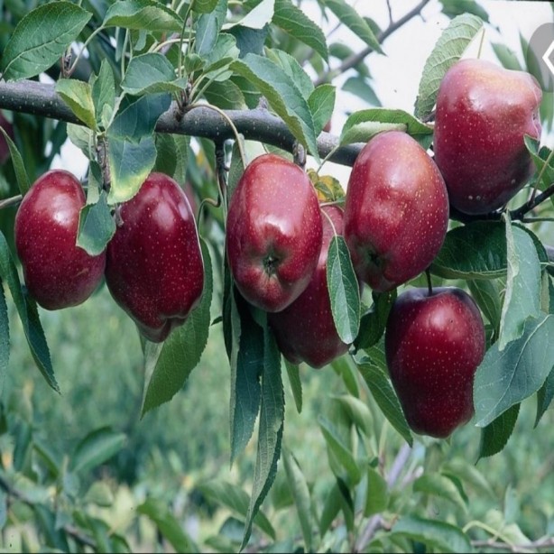 Foto - Şeker, kanser ve alzheimer ile savaşıyor