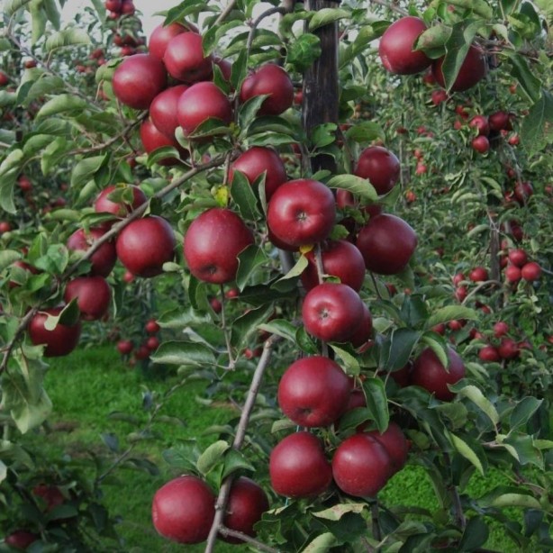 Foto - Şeker, kanser ve alzheimer ile savaşıyor