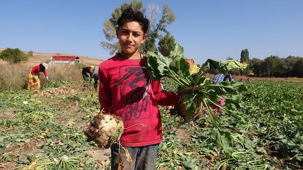 Foto - Şeker pancarının meşakkatli yolculuğu