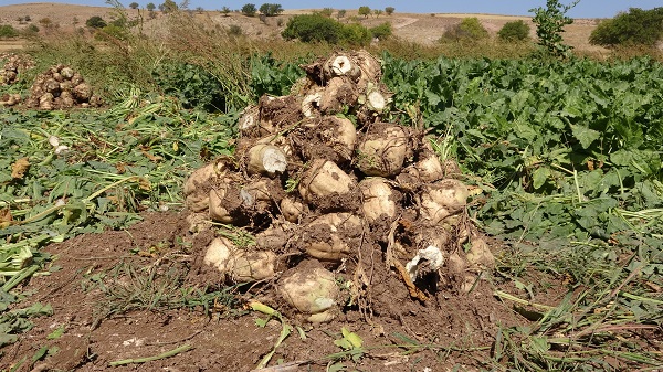 Foto - Şeker pancarının meşakkatli yolculuğu