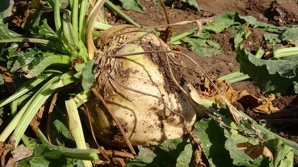 Foto - Şeker pancarının meşakkatli yolculuğu