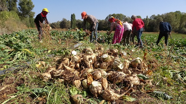Foto - Şeker pancarının meşakkatli yolculuğu