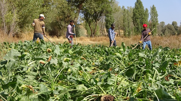 Foto - Şeker pancarının meşakkatli yolculuğu