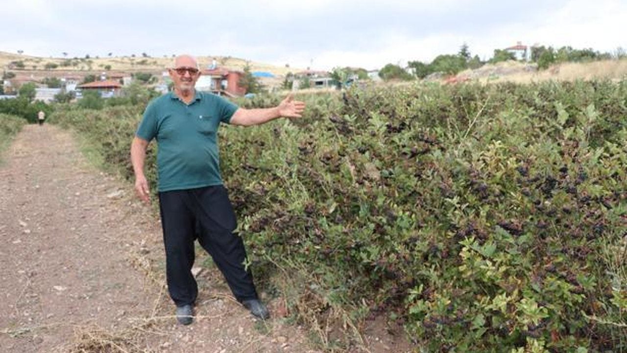 Foto - Şeker ve kanser hastalarının akın ettiği şifa deposu coştu! "Süper meyve" için 25 işçi tarlada harıl harıl çalışıyor