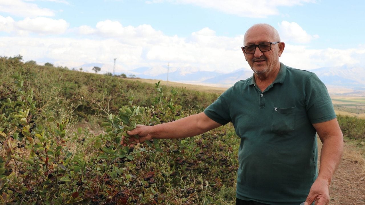 Foto - Şeker ve kanser hastalarının akın ettiği şifa deposu coştu! "Süper meyve" için 25 işçi tarlada harıl harıl çalışıyor