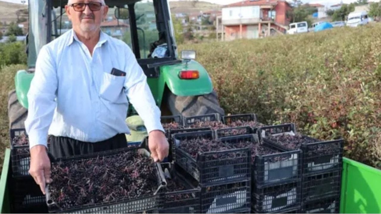 Foto - Şeker ve kanser hastalarının akın ettiği şifa deposu coştu! "Süper meyve" için 25 işçi tarlada harıl harıl çalışıyor