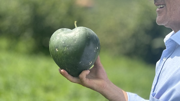 Foto - Şekilleri dikkat çekiyor! Talihsiz Temel'in yüzü karpuzdan güldü