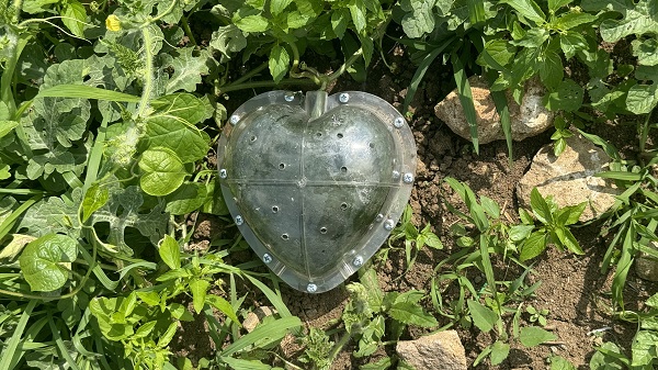 Foto - Şekilleri dikkat çekiyor! Talihsiz Temel'in yüzü karpuzdan güldü