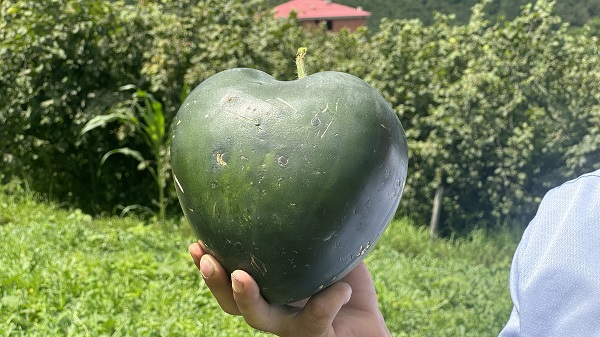 Foto - Şekilleri dikkat çekiyor! Talihsiz Temel'in yüzü karpuzdan güldü