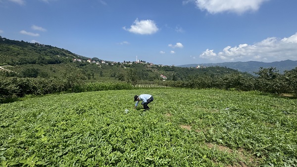 Foto - Şekilleri dikkat çekiyor! Talihsiz Temel'in yüzü karpuzdan güldü