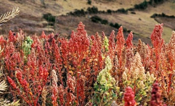  Sekiz yemek kaşığı bir pirzolaya denk