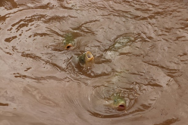 Sel felaketi sonrası Balıklıgöl'deki balıklar ortadan kaybolmuştu! Bugün gelen kareler herkesi şok etti