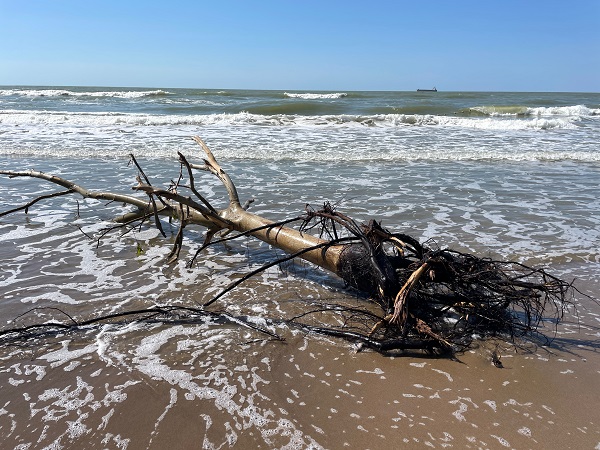 Foto - Sel, İnkumu sahilini bu hale getirdi