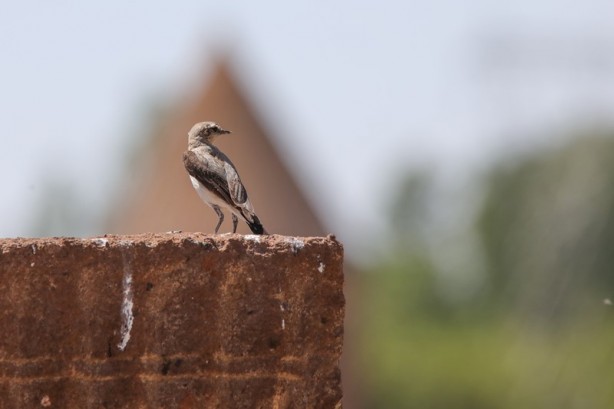 Foto - Selçuklu Meydan Mezarlığı tarihe ışık tutuyor