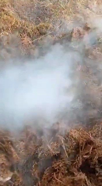 Foto - Selden sonra ortaya çıktı! Evin bahçesinden çıktı herkesi korkuttu