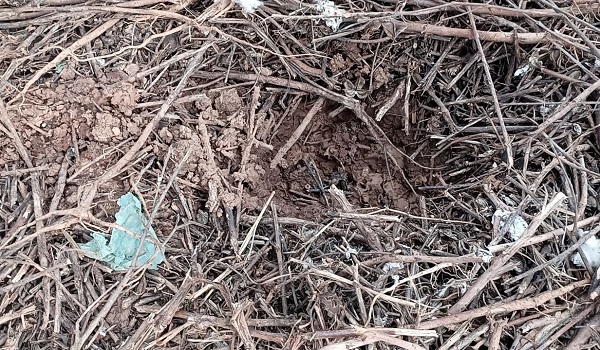 Foto - Selden sonra ortaya çıktı! Evin bahçesinden çıktı herkesi korkuttu