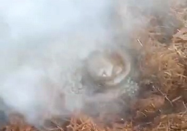 Selden sonra ortaya çıktı! Evin bahçesinden çıktı herkesi korkuttu