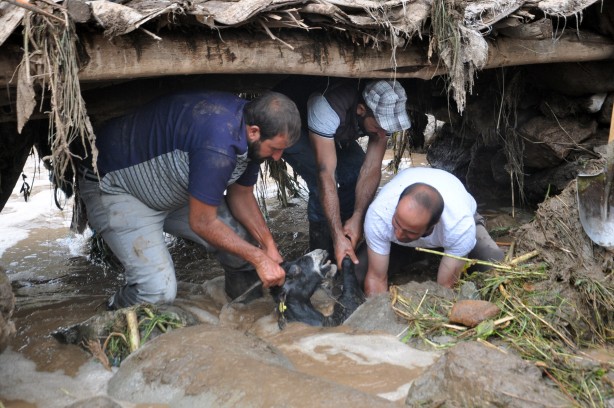 Foto - Sele kapılan 500 hayvan telef oldu!