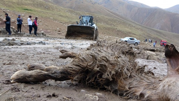 Foto - Sele kapılan 500 hayvan telef oldu!