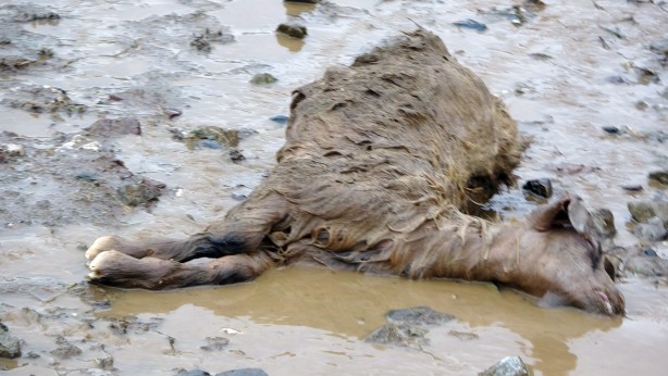Foto - Sele kapılan 500 hayvan telef oldu!