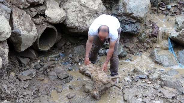 Foto - Sele kapılan 500 hayvan telef oldu!