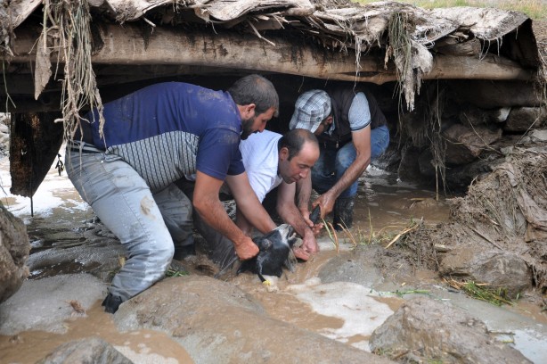 Sele kapılan 500 hayvan telef oldu!