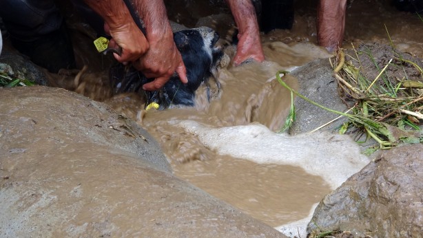 Foto - Sele kapılan 500 hayvan telef oldu!