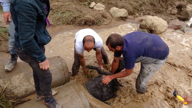 Foto - Sele kapılan 500 hayvan telef oldu!