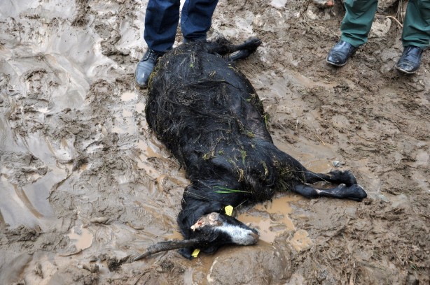 Foto - Sele kapılan 500 hayvan telef oldu!