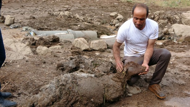Foto - Sele kapılan 500 hayvan telef oldu!