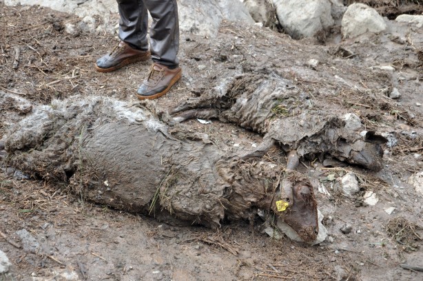 Foto - Sele kapılan 500 hayvan telef oldu!