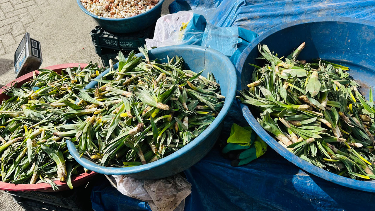 Şemdinli dağlarından tezgahlara: Bu bitki tam bir doğal antibiyotik