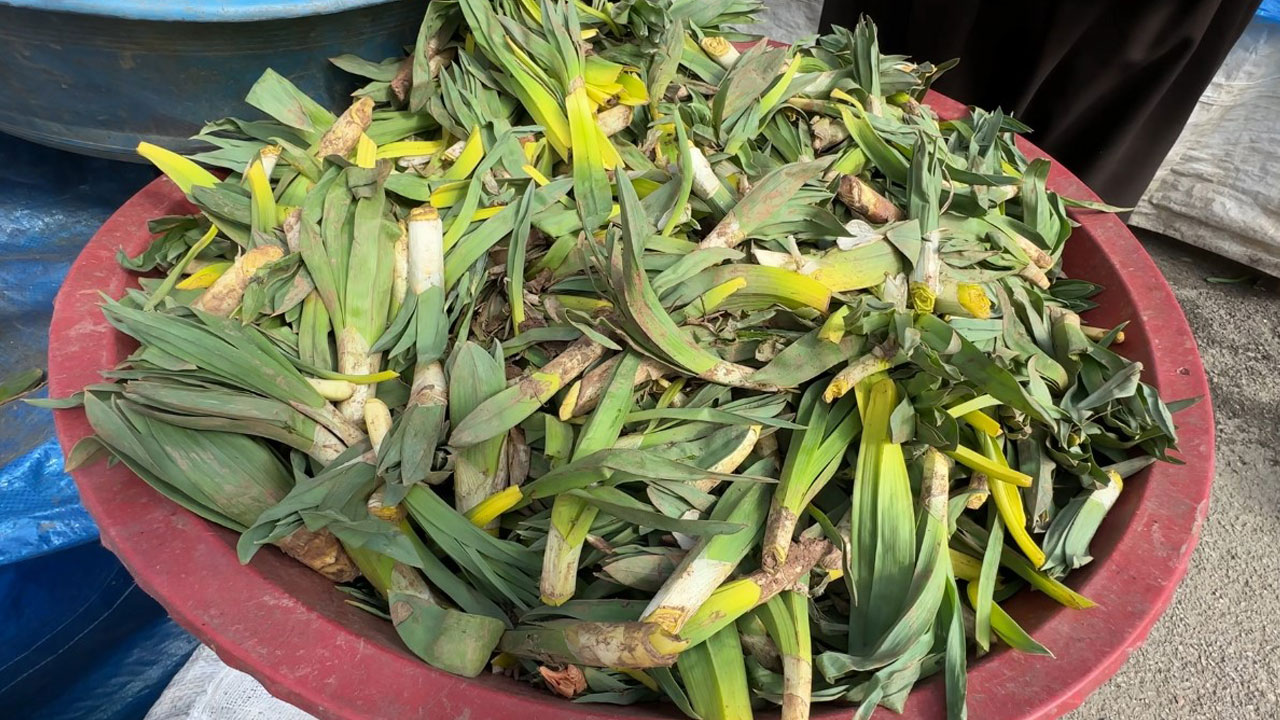 Foto - Şemdinli dağlarından tezgahlara: Bu bitki tam bir doğal antibiyotik