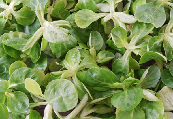 Foto - Semizotu böbrekteki taşı döküyor!