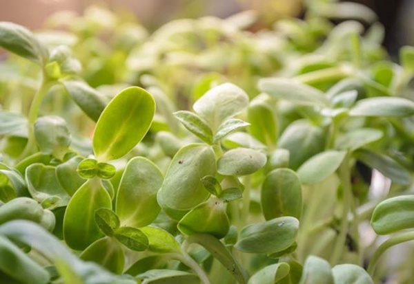 Foto - Semizotu böbrekteki taşı döküyor!