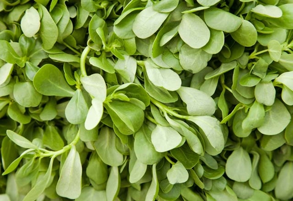 Foto - Semizotu böbrekteki taşı döküyor!