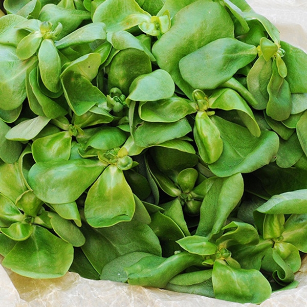 Foto - Semizotu depresyona iyi geliyor!