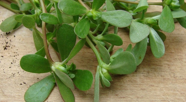 Foto - Semizotu depresyona iyi geliyor!