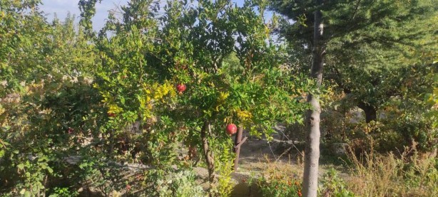 Foto - Sen ne yaptın böyle Bekir dayı! Gören, gözlerine inanamıyor! Olacak şey değil