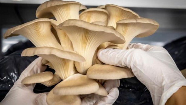 Foto - Sen ne yaptın böyle delikanlı! Köyünde o sistemi kurdu, şimdi paraya para demiyor! Bakın ayda ne kadar kazanıyor