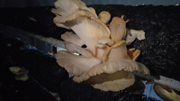 Foto - Sen ne yaptın böyle delikanlı! Köyünde o sistemi kurdu, şimdi paraya para demiyor! Bakın ayda ne kadar kazanıyor