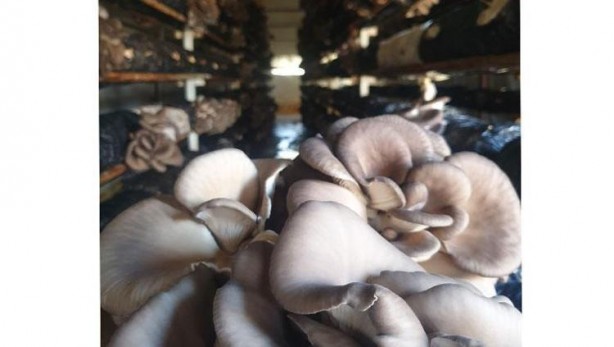 Foto - Sen ne yaptın böyle delikanlı! Köyünde o sistemi kurdu, şimdi paraya para demiyor! Bakın ayda ne kadar kazanıyor