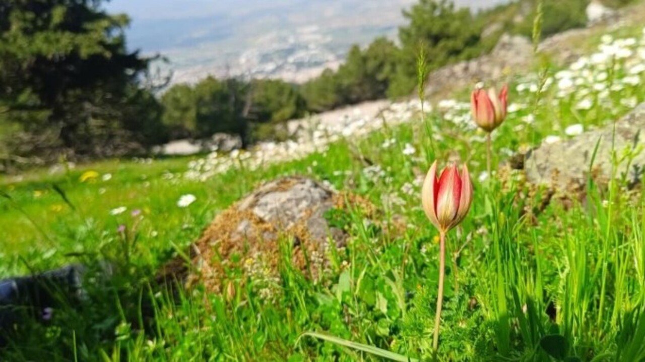 Foto - Senede bir kere çiçek açıp güzelliğini 10 gün sergiliyor! Koparmanın cezası 557 bin TL