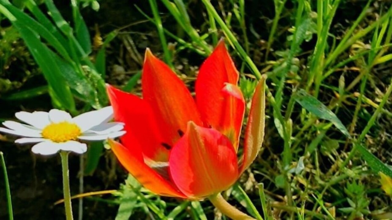 Senede bir kere çiçek açıp güzelliğini 10 gün sergiliyor! Koparmanın cezası 557 bin TL