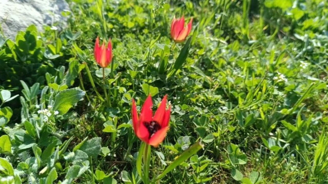 Foto - Senede bir kere çiçek açıp güzelliğini 10 gün sergiliyor! Koparmanın cezası 557 bin TL