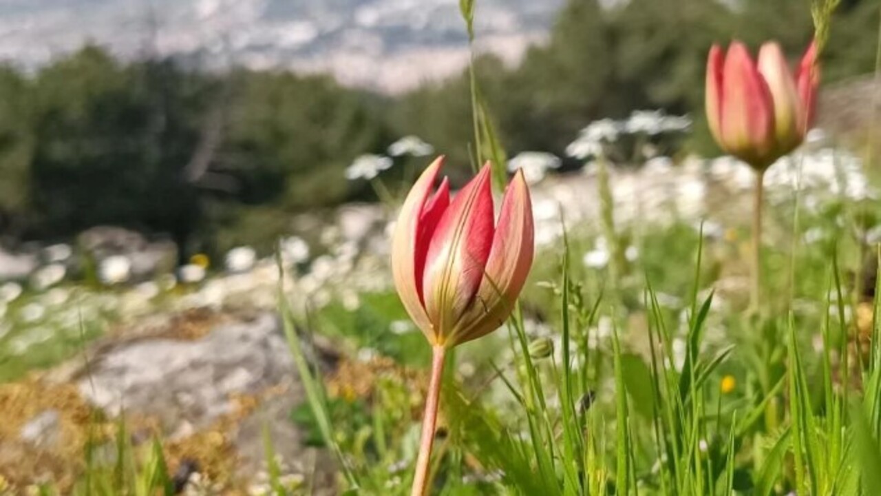 Foto - Senede bir kere çiçek açıp güzelliğini 10 gün sergiliyor! Koparmanın cezası 557 bin TL