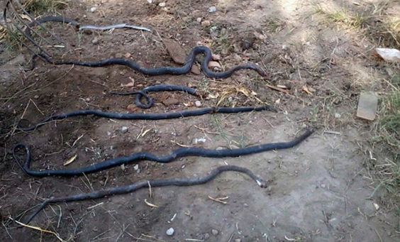 Foto - Senelerce biriktirdiği parayla ev aldı, sonrası korkunç! Aslında yılanların evini almış