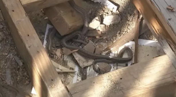 Foto - Senelerce biriktirdiği parayla ev aldı, sonrası korkunç! Aslında yılanların evini almış