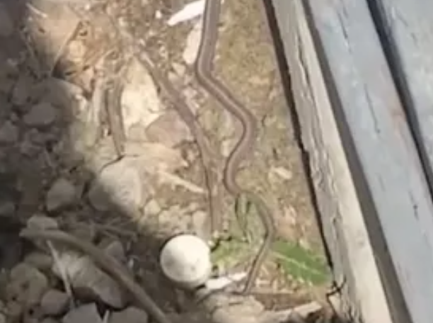 Foto - Senelerce biriktirdiği parayla ev aldı, sonrası korkunç! Aslında yılanların evini almış