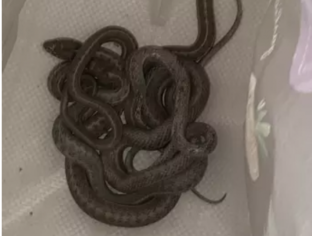 Foto - Senelerce biriktirdiği parayla ev aldı, sonrası korkunç! Aslında yılanların evini almış